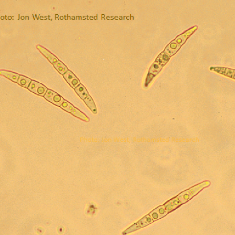 Leproshaeria ascospores