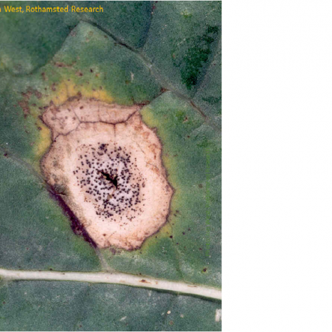 Phoma leaf spot damage