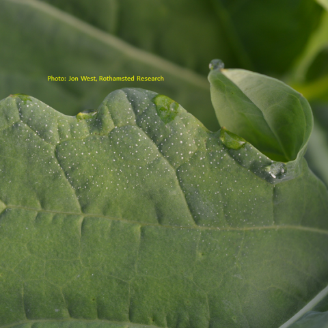 Light leaf spot early symptoms