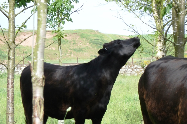 Cow_browsing_tree