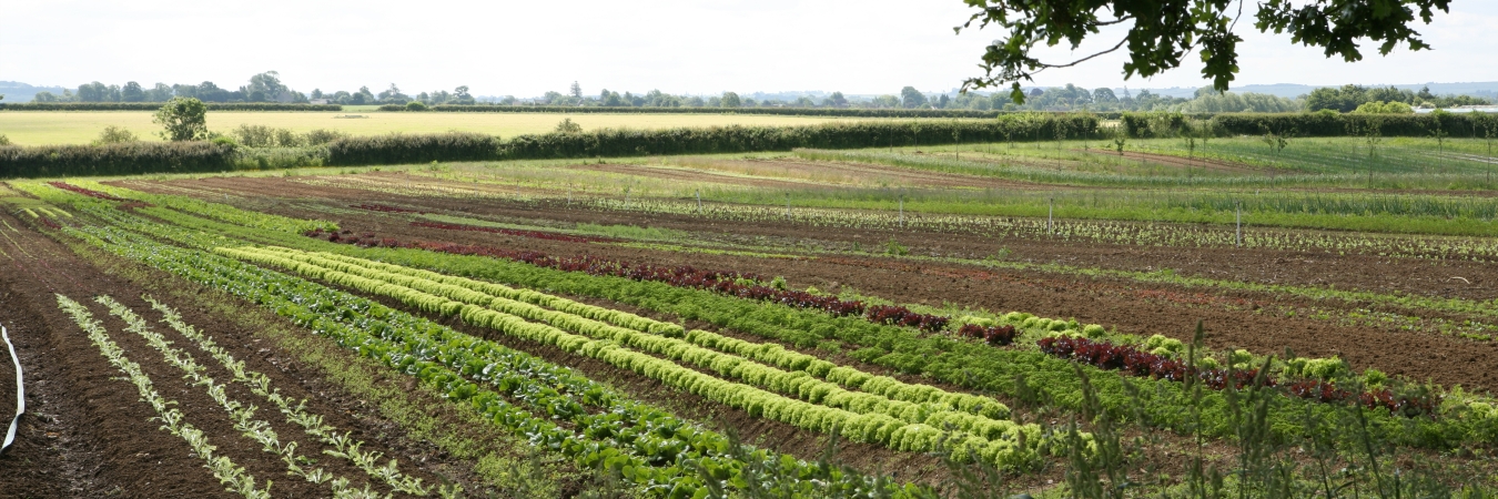 Daylesford Market Garden vegetable rows