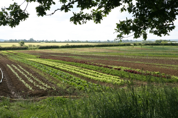 Daylesford Market Garden vegetable rows