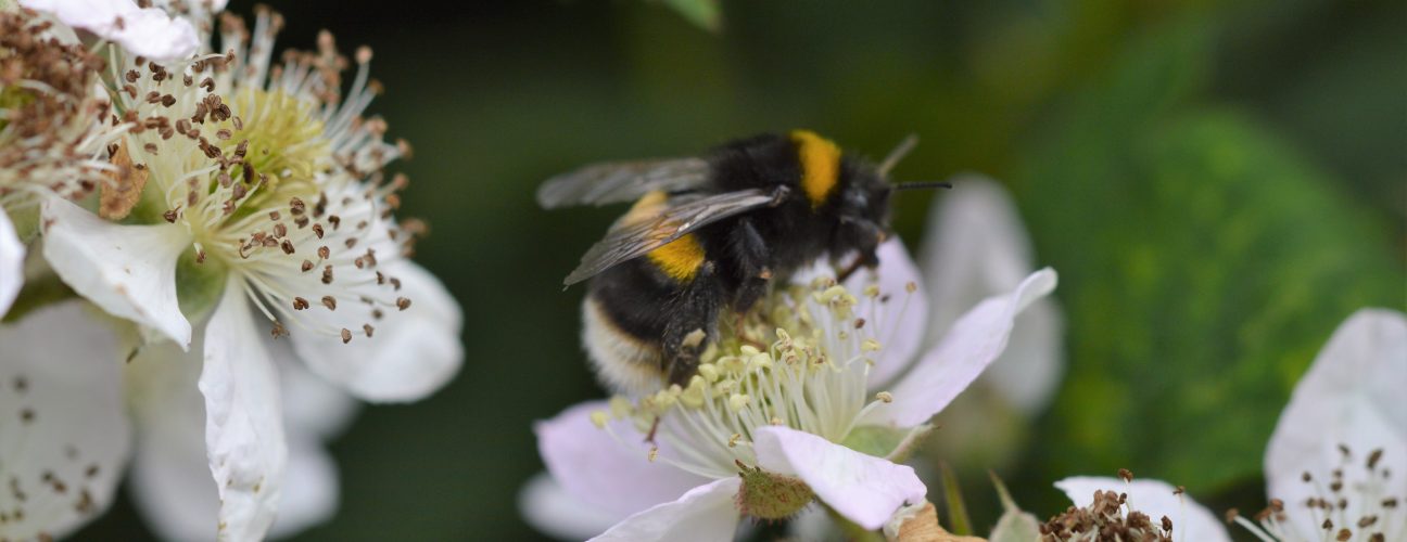 White-tailed bumblebee on bramble (marski101 - public domain)