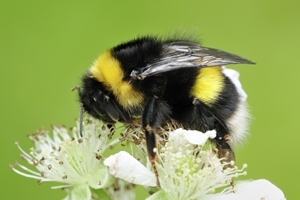 GWCT_Pollinators_White_tailed_bumblebee_wwwlauriecampbell