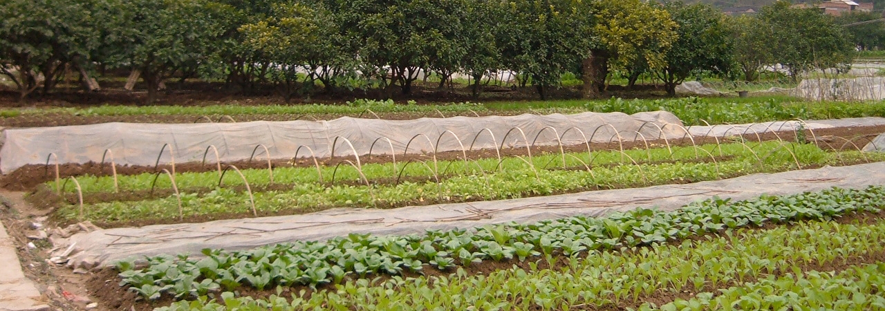 Xerces_organic_farming_practices_Plastic mulch and fabric row cover (Eric Mader)-1 (1)