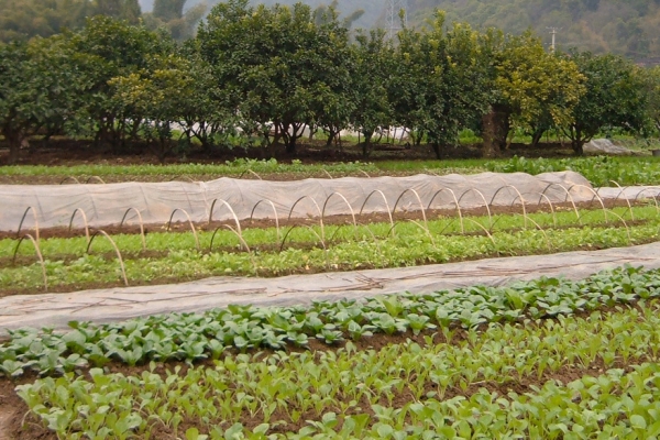 Xerces_organic_farming_practices_Plastic mulch and fabric row cover (Eric Mader)-1 (1)