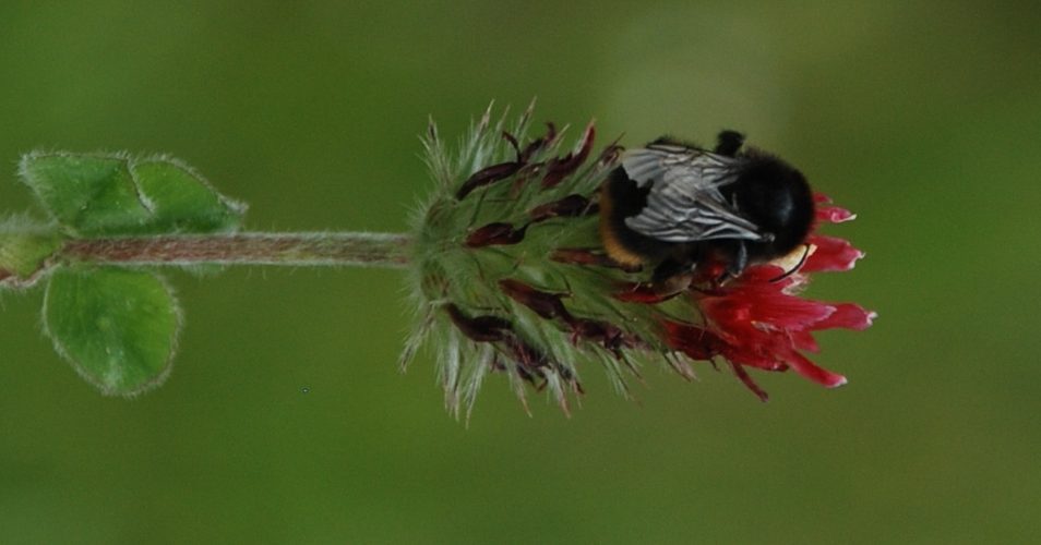 Bumblebee on crimson clover