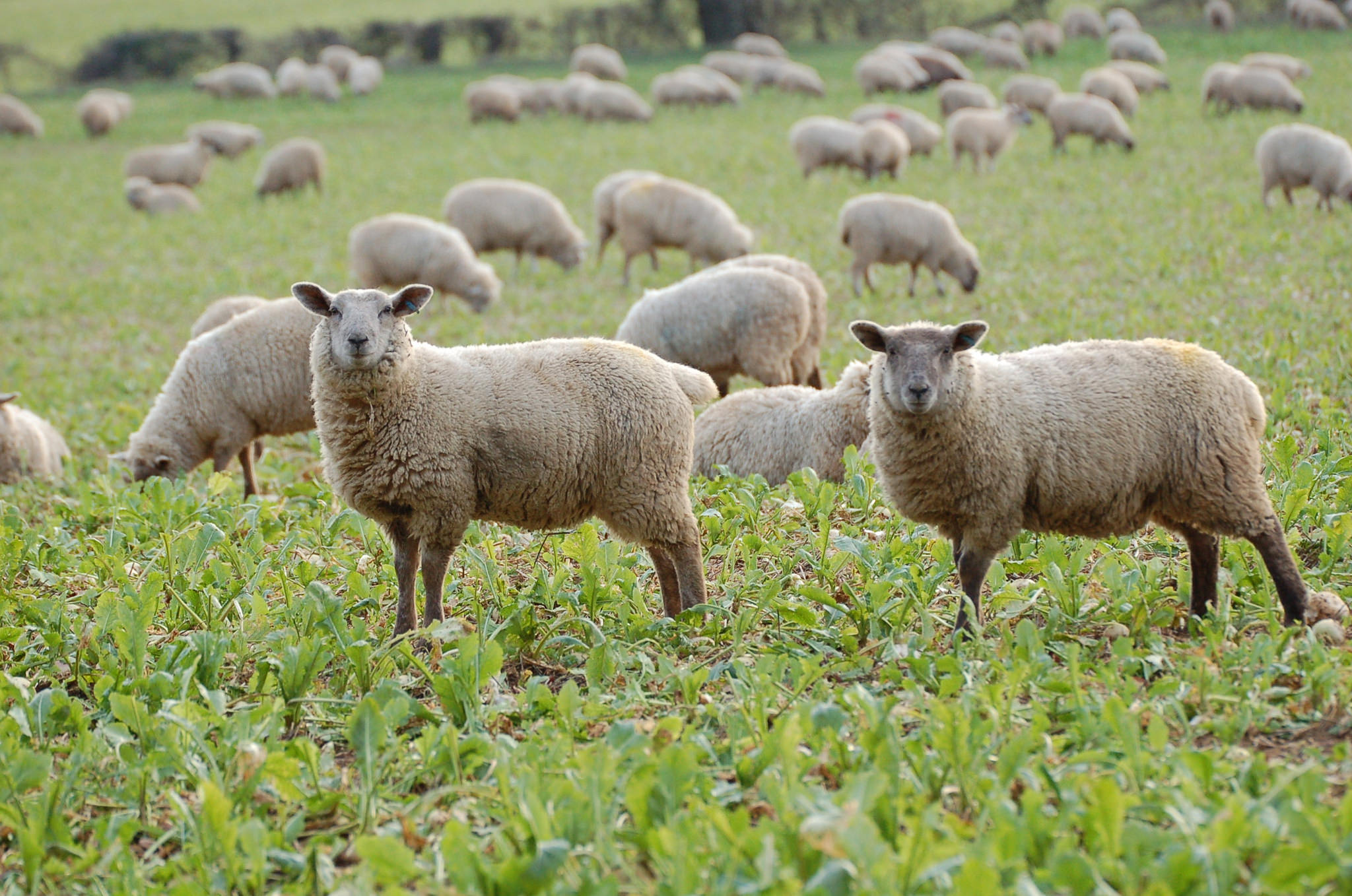 Sheep Organic Stocking Rates Agricology