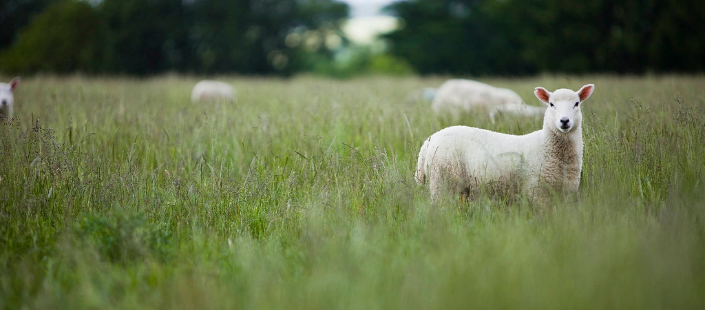 Sheep in organic pasture