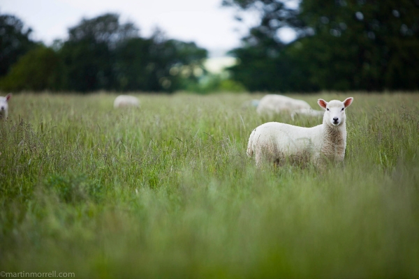 Sheep in organic pasture