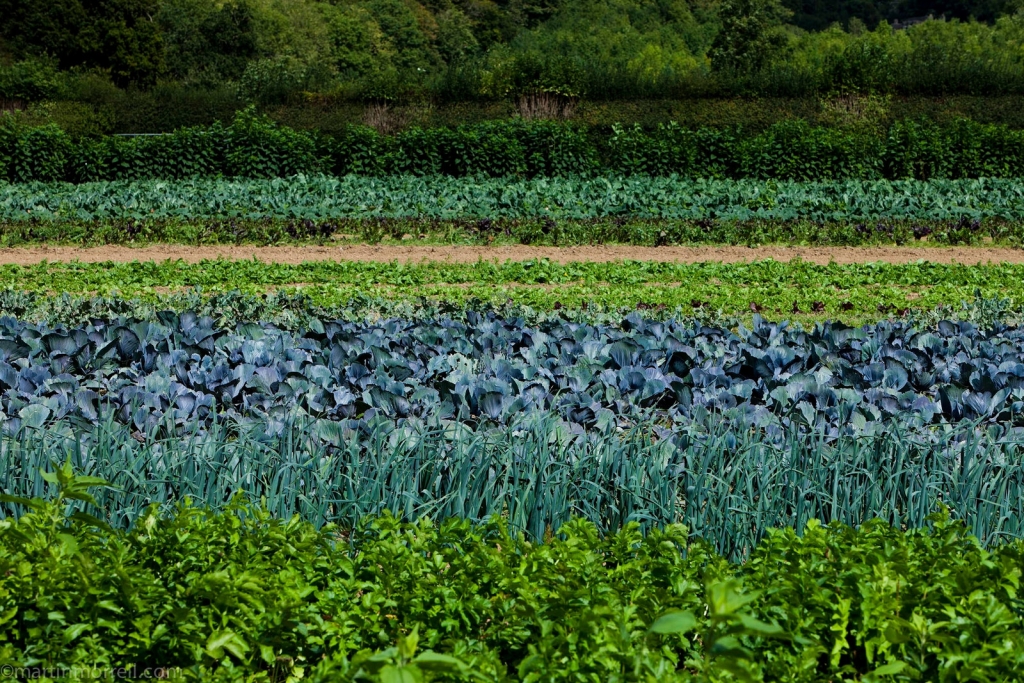Diverse cropping in market garden