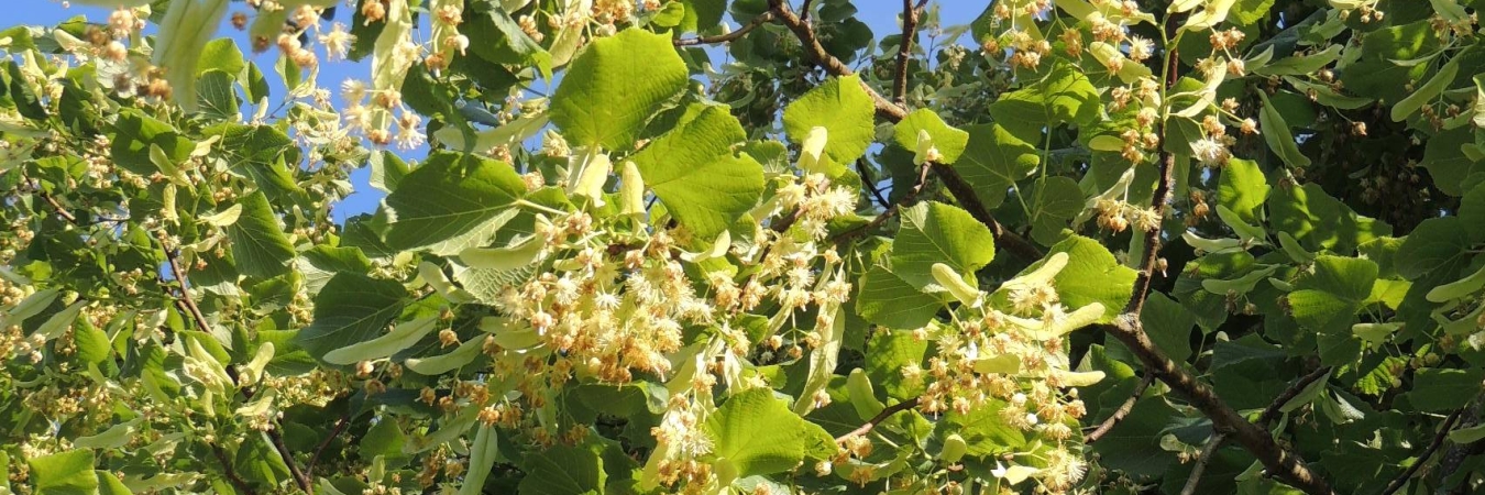 Flowering lime trees are major nectar sources for bees