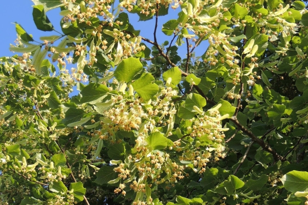 Flowering lime trees are major nectar sources for bees