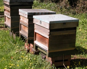 Honey bees housed in UK national frame hives