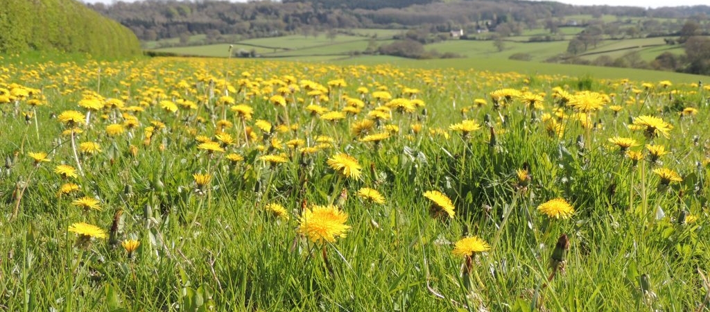 4_A field of flowering dandelions is a great early resource for pollinators