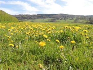 4_A field of flowering dandelions is a great early resource for pollinators