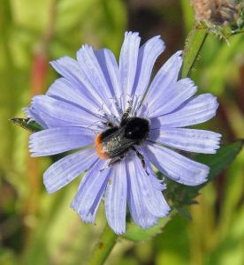 BB on Chicory flower