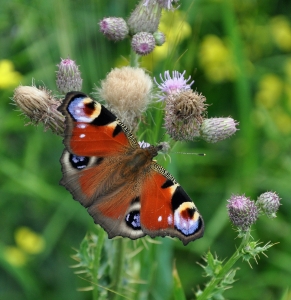 Peacock butterfly on creeping thistle