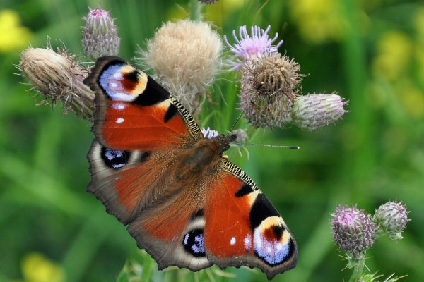 Peacock butterfly on creeping thistle