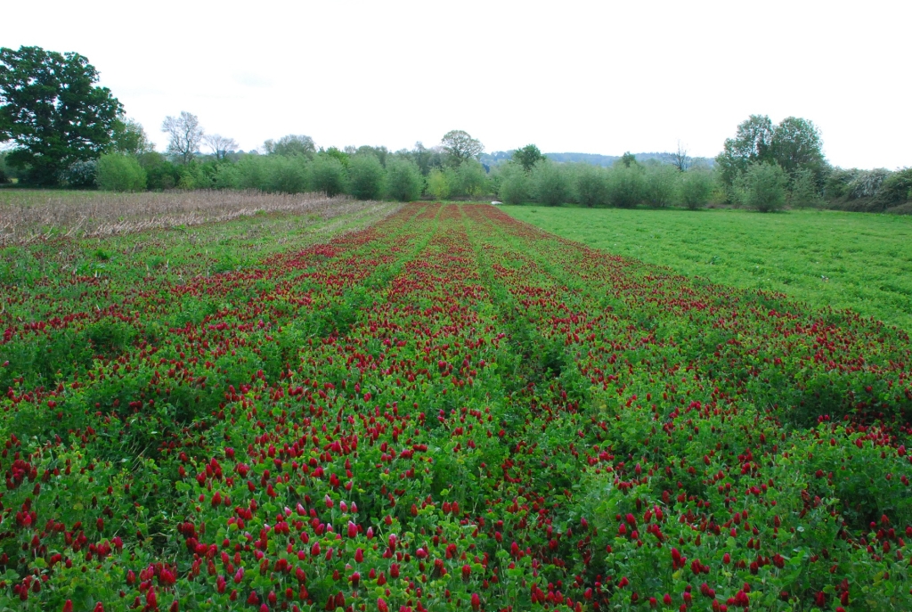 LL WP3 Hardwick Ley (6)