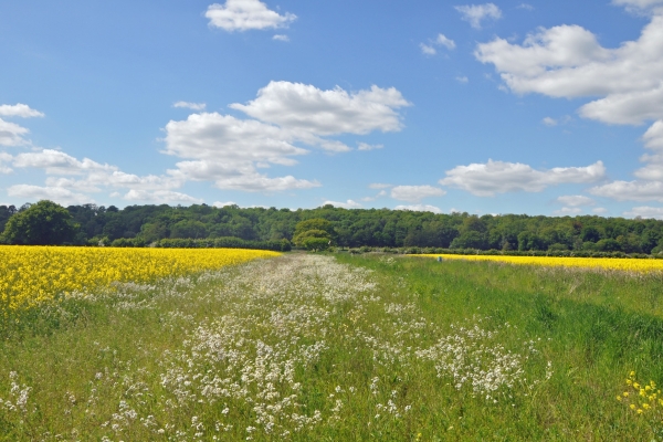 Wild flower strip between rape fields_lowres