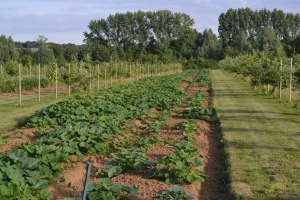 Silvo-horticultural agroforestry at Close Farm