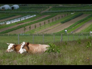 biodynamic farming