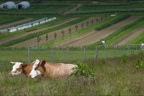 biodynamic farming