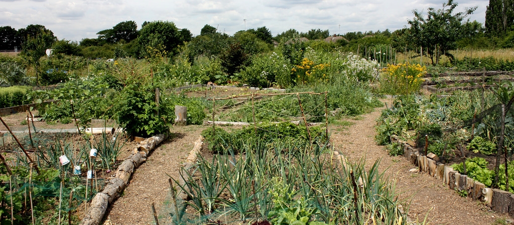 Permaculture in action