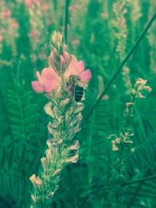honeybee on sainfoin