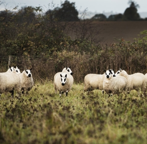 Daylesford Kerry Hill Sheep