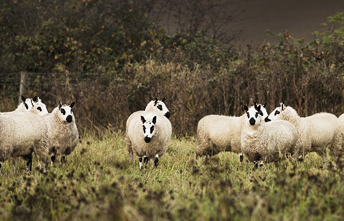 Daylesford Kerry Hill Sheep