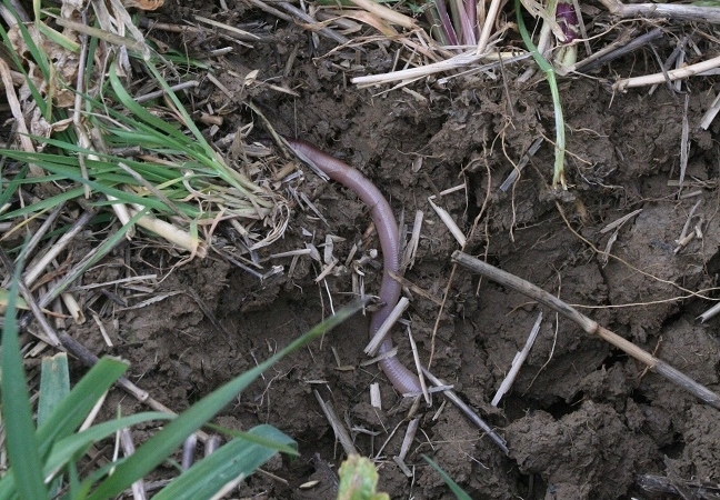 Soil and worm