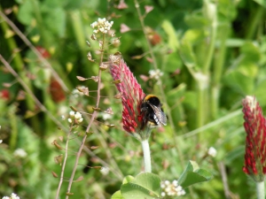 Bumblebee on crimson clover