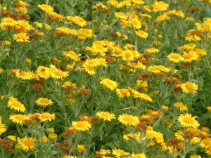 Bee and hoverflies on corn marigold