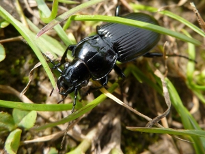 Black ground beetle_Sarah Dluogs