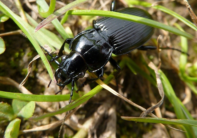 Black ground beetle_Sarah Dluogs