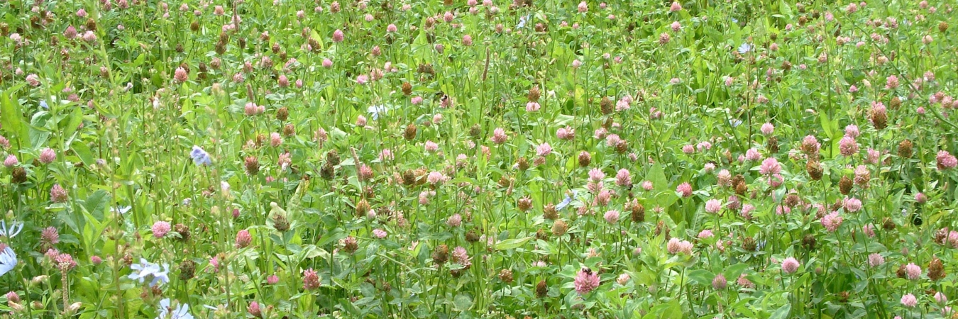 Clover and chicory