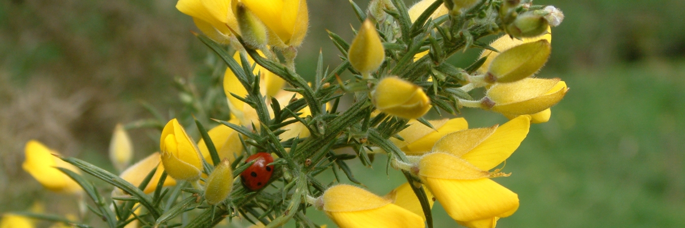 Ladybird on gorse