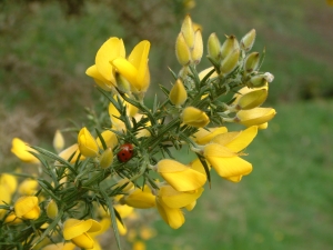 Ladybird on gorse Ladybird on gorse