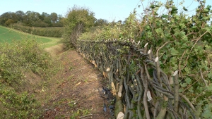 Hedge-laying