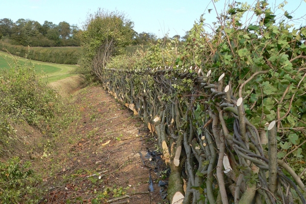 Hedge-laying