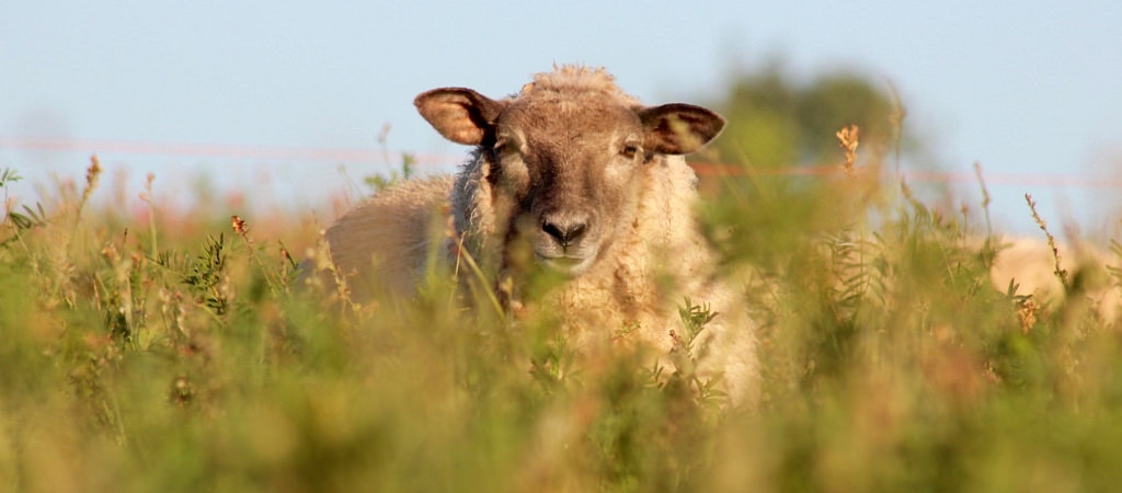 Sheep in sainfoin