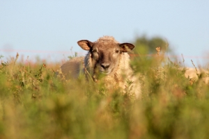 Sheep in sainfoin