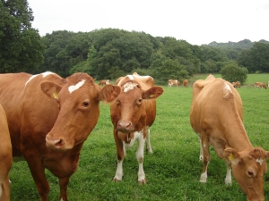 Organic cattle herd