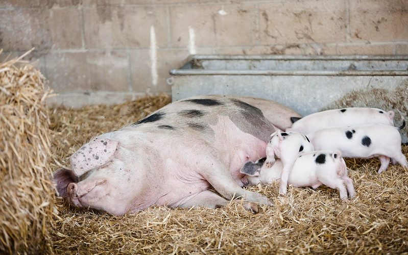 Gloucester Old Spot and her piglets at Daylesford Organic Farm. Photo Martin Morrel