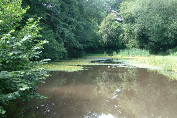 Riparian buffer strips