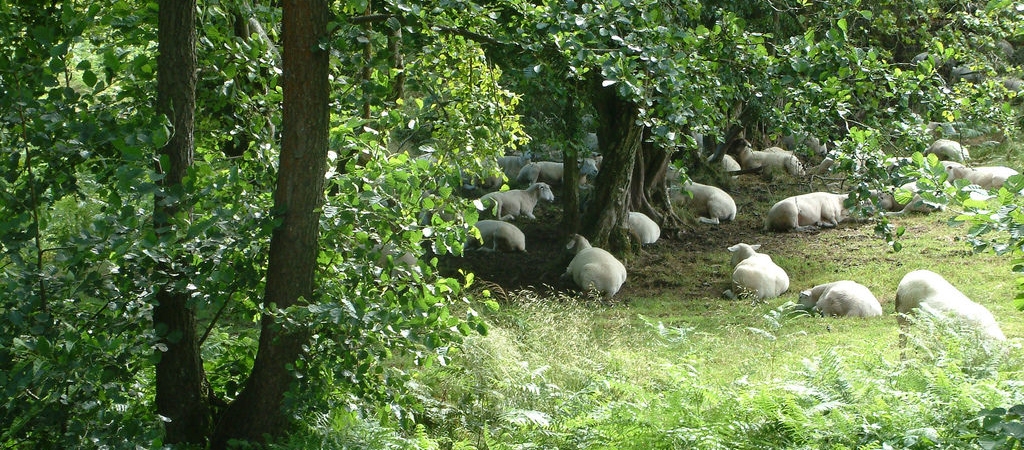 Trees and sheep