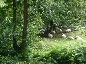 Trees and sheep