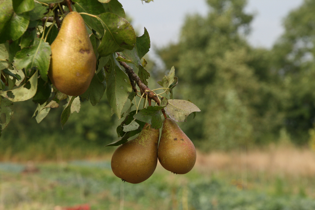 Fruit trees improve land and productivity Agricology